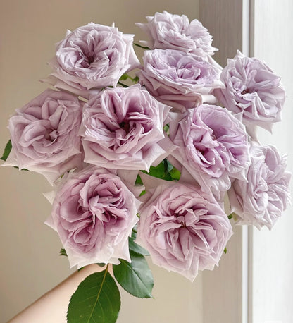 Rose  ‘ Purple O'Hara ’  紫荔枝