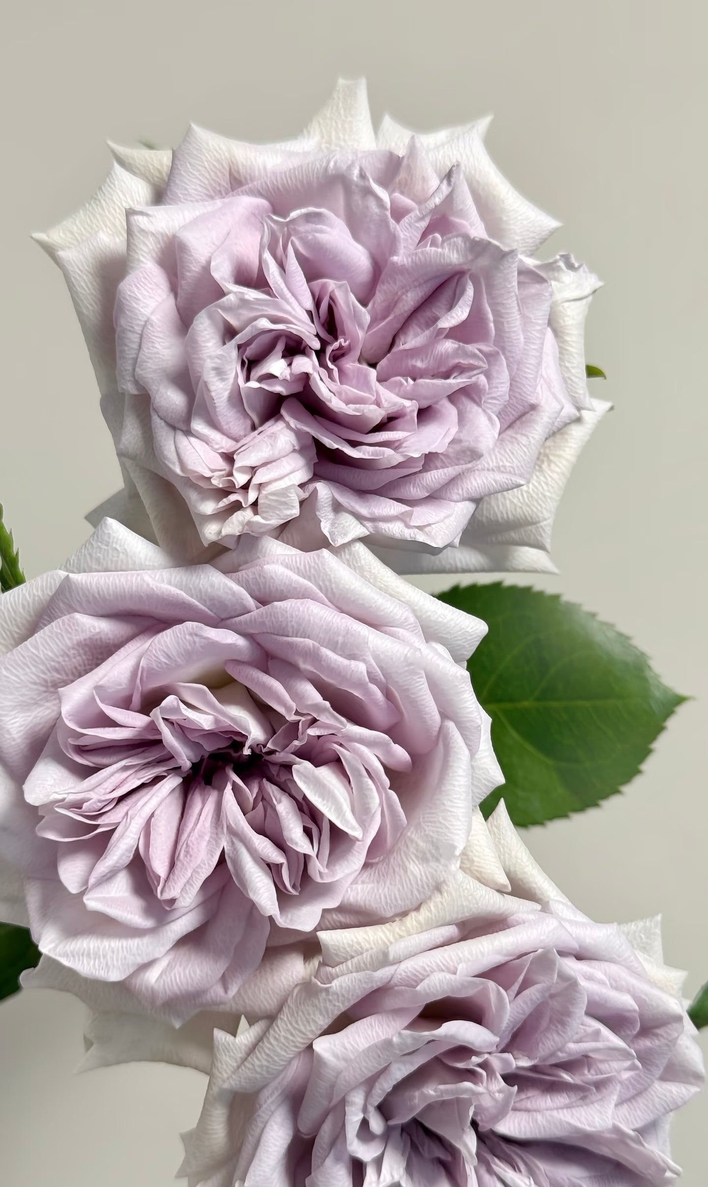 Rose 'Purple O'Hara' 紫荔枝 | Purple Lychee Live Rose Plant