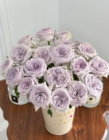 Rose  ‘ Purple O'Hara ’  紫荔枝