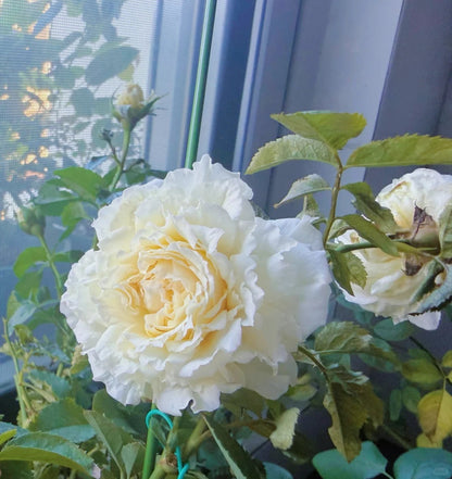 Rose‘ Ice Cream Terrazza’ 冰淇淋阳台