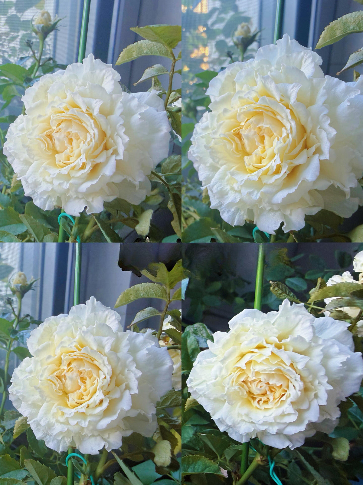 Rose‘ Ice Cream Terrazza’ 冰淇淋阳台