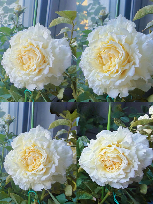 Rose‘ Ice Cream Terrazza’ 冰淇淋阳台