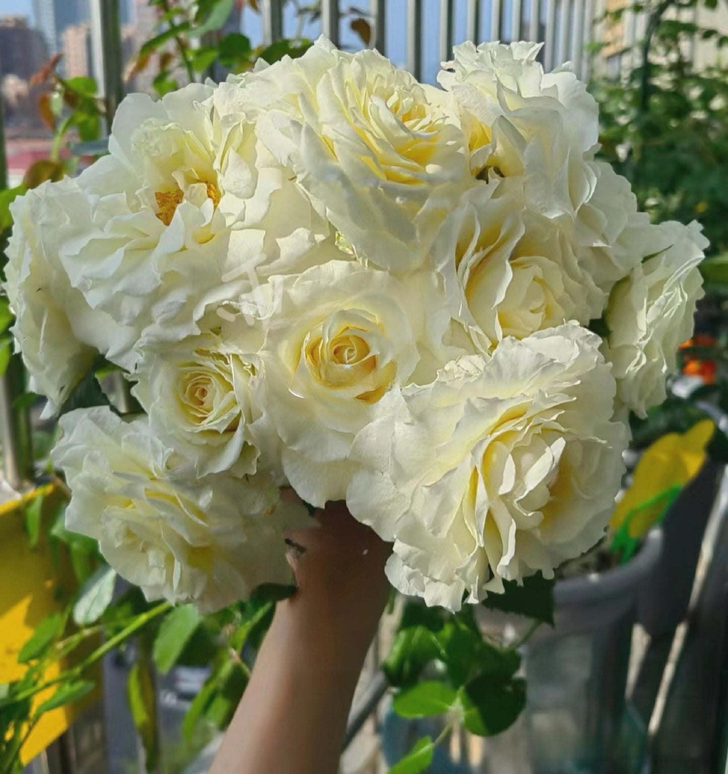 Rose‘ Ice Cream Terrazza’ 冰淇淋阳台