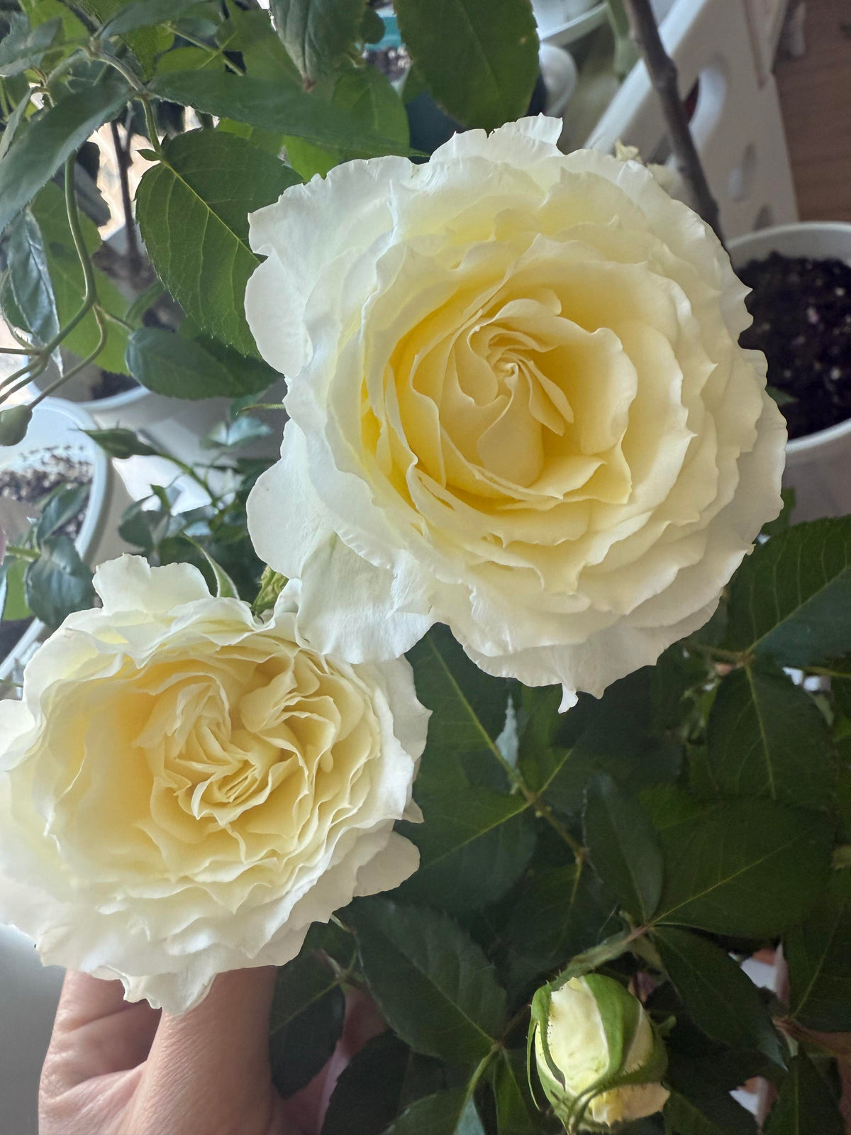 Rose‘ Ice Cream Terrazza’ 冰淇淋阳台