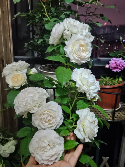 Rose‘ Ice Cream Terrazza’ 冰淇淋阳台
