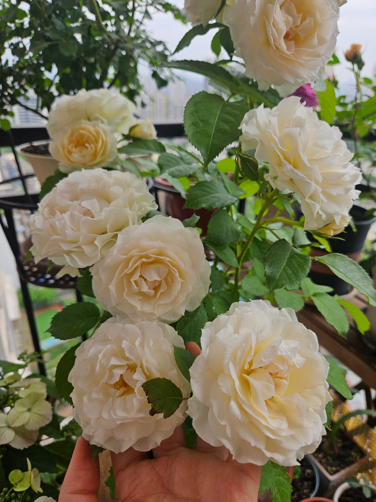 Rose‘ Ice Cream Terrazza’ 冰淇淋阳台