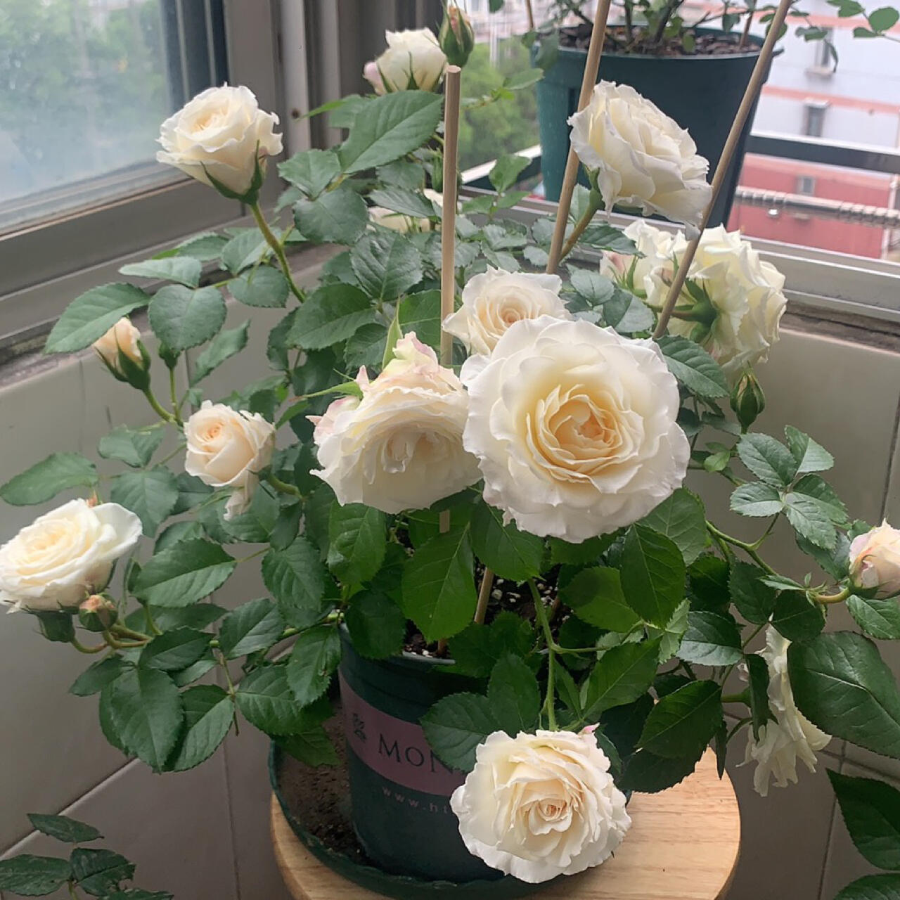 Rose‘ Ice Cream Terrazza’ 冰淇淋阳台