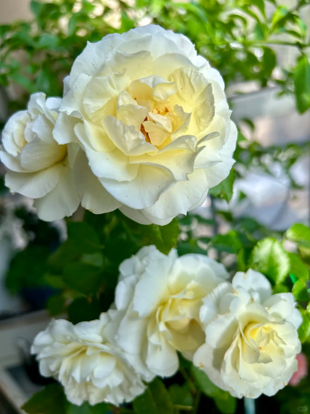Rose‘ Ice Cream Terrazza’ 冰淇淋阳台