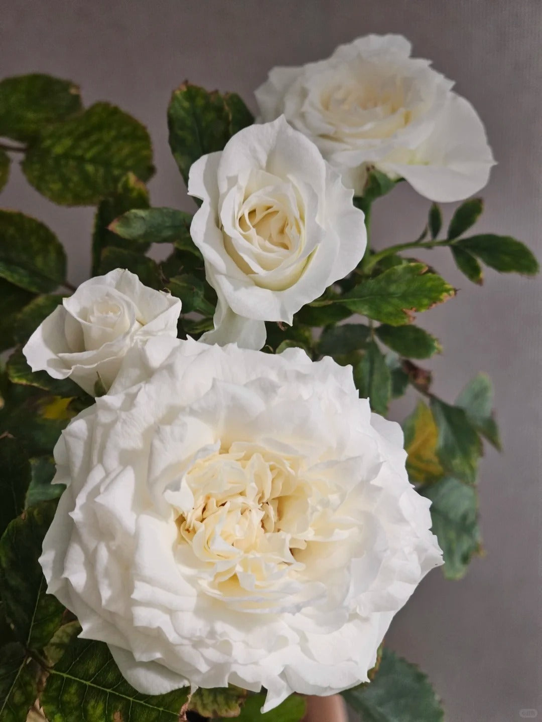 Rose‘ Ice Cream Terrazza’ 冰淇淋阳台