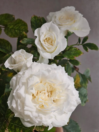 Rose‘ Ice Cream Terrazza’ 冰淇淋阳台