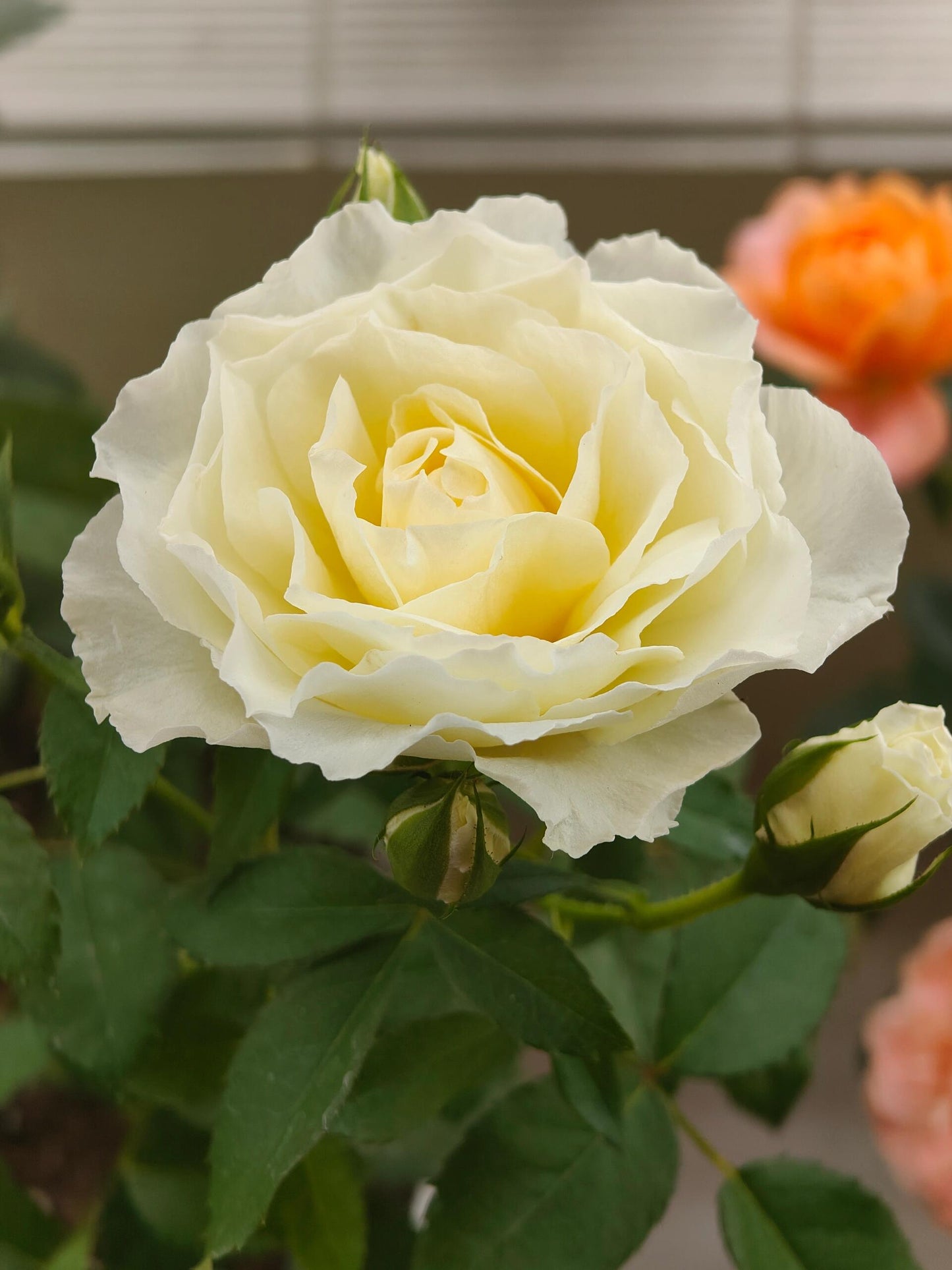 Rose‘ Ice Cream Terrazza’ 冰淇淋阳台