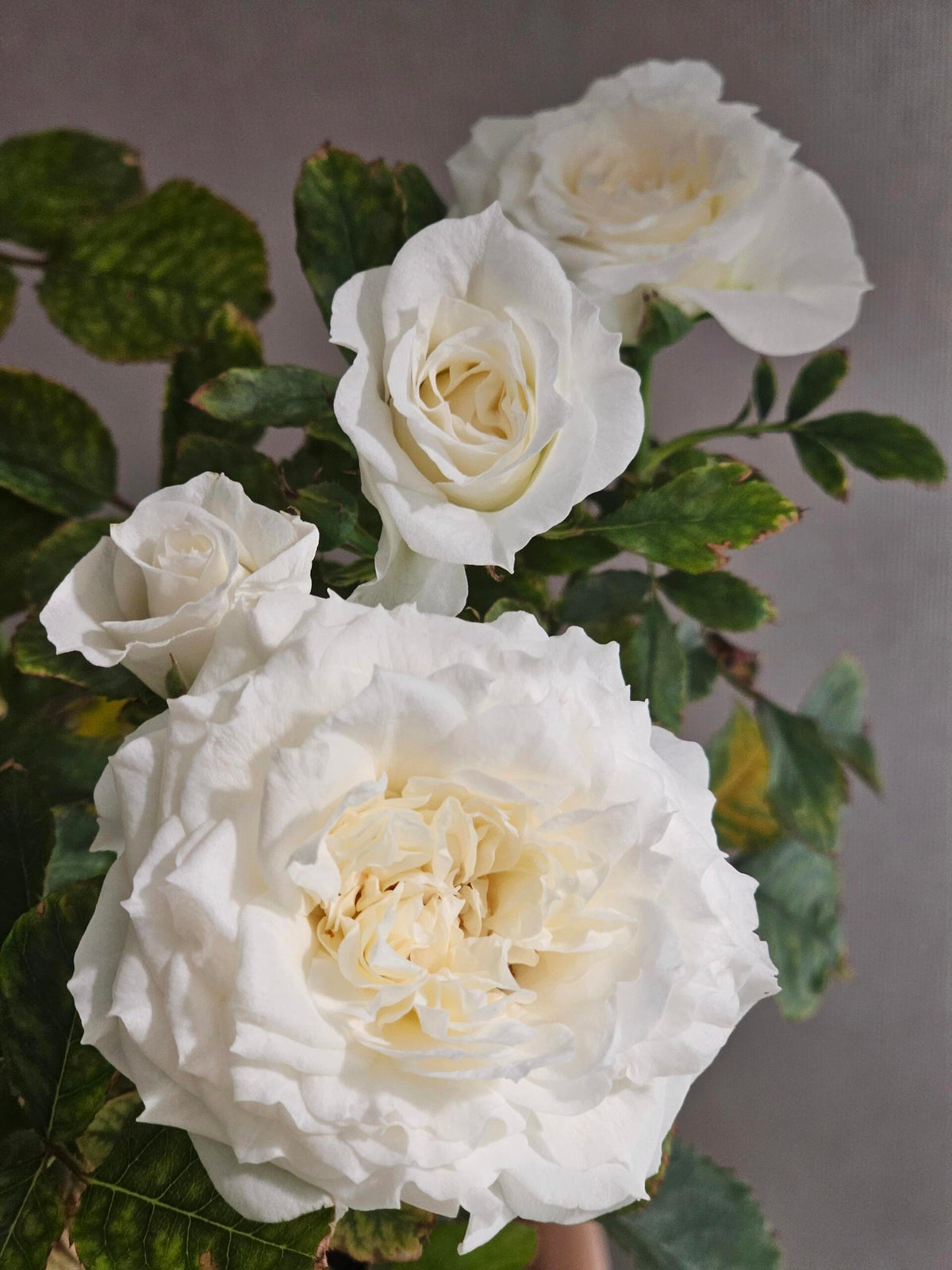 Rose‘ Ice Cream Terrazza’ 冰淇淋阳台