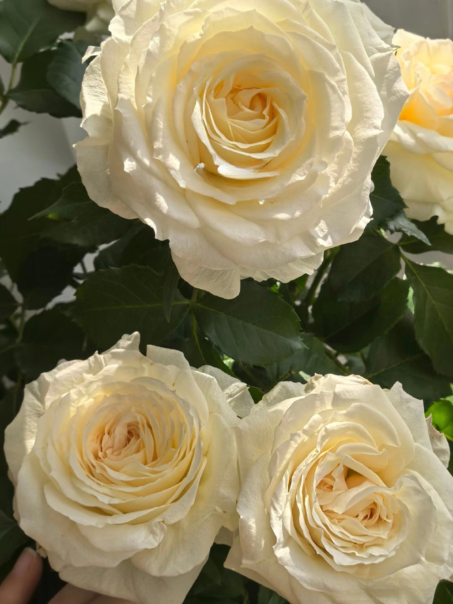Rose‘ Ice Cream Terrazza’ 冰淇淋阳台