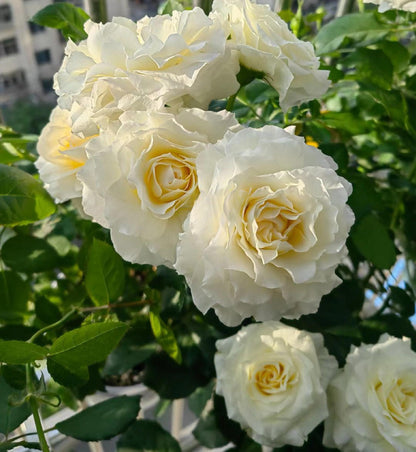 Rose‘ Ice Cream Terrazza’ 冰淇淋阳台