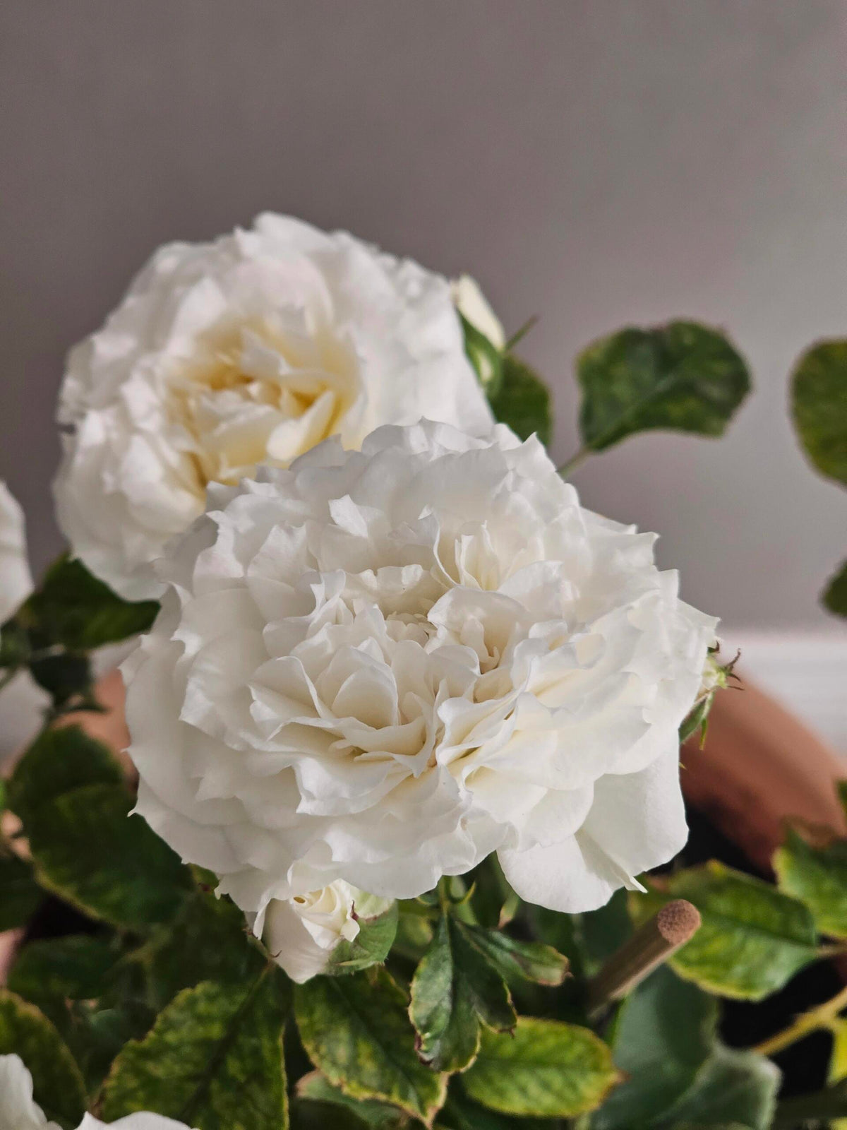 Rose‘ Ice Cream Terrazza’ 冰淇淋阳台