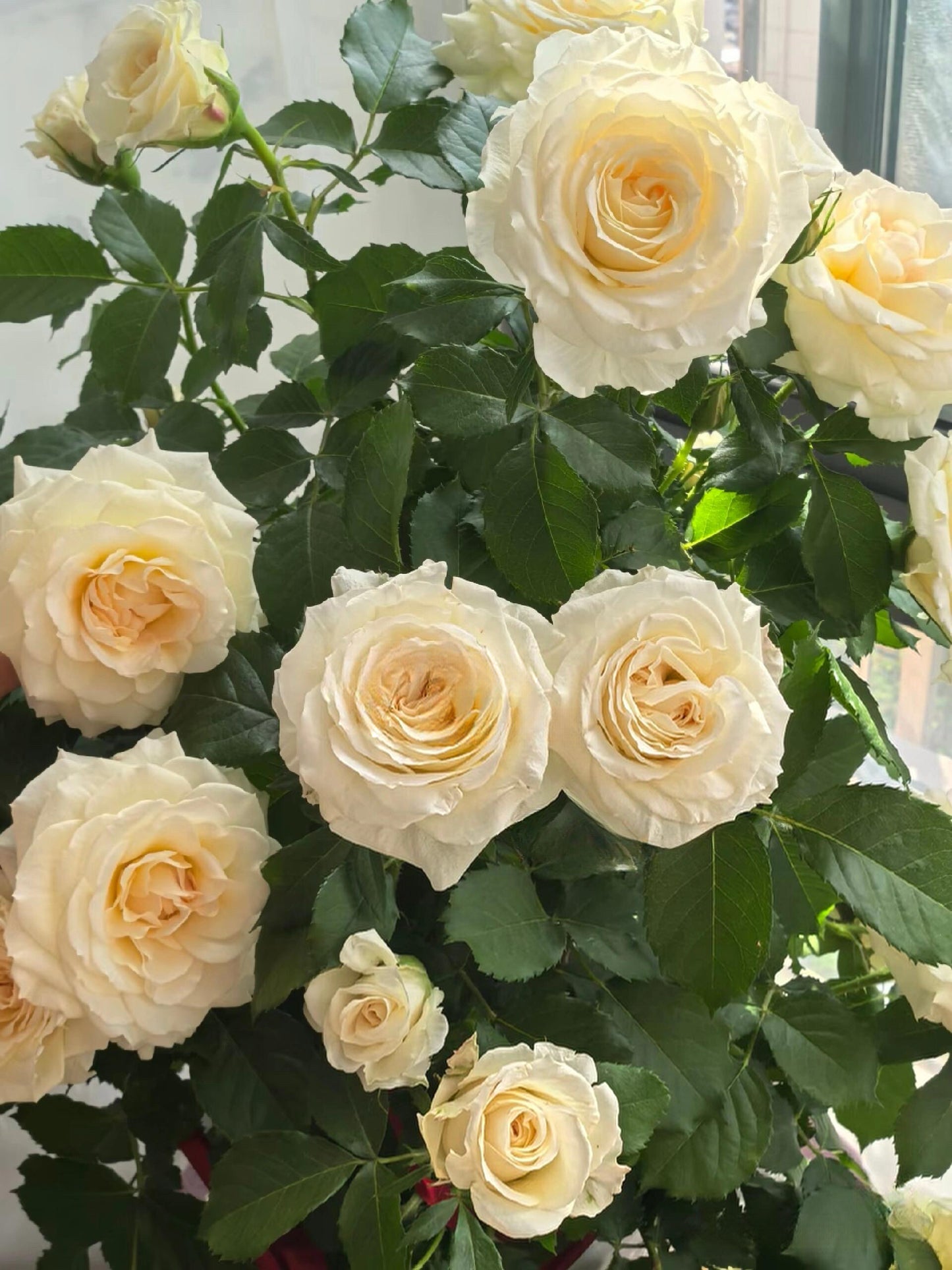 Rose‘ Ice Cream Terrazza’ 冰淇淋阳台