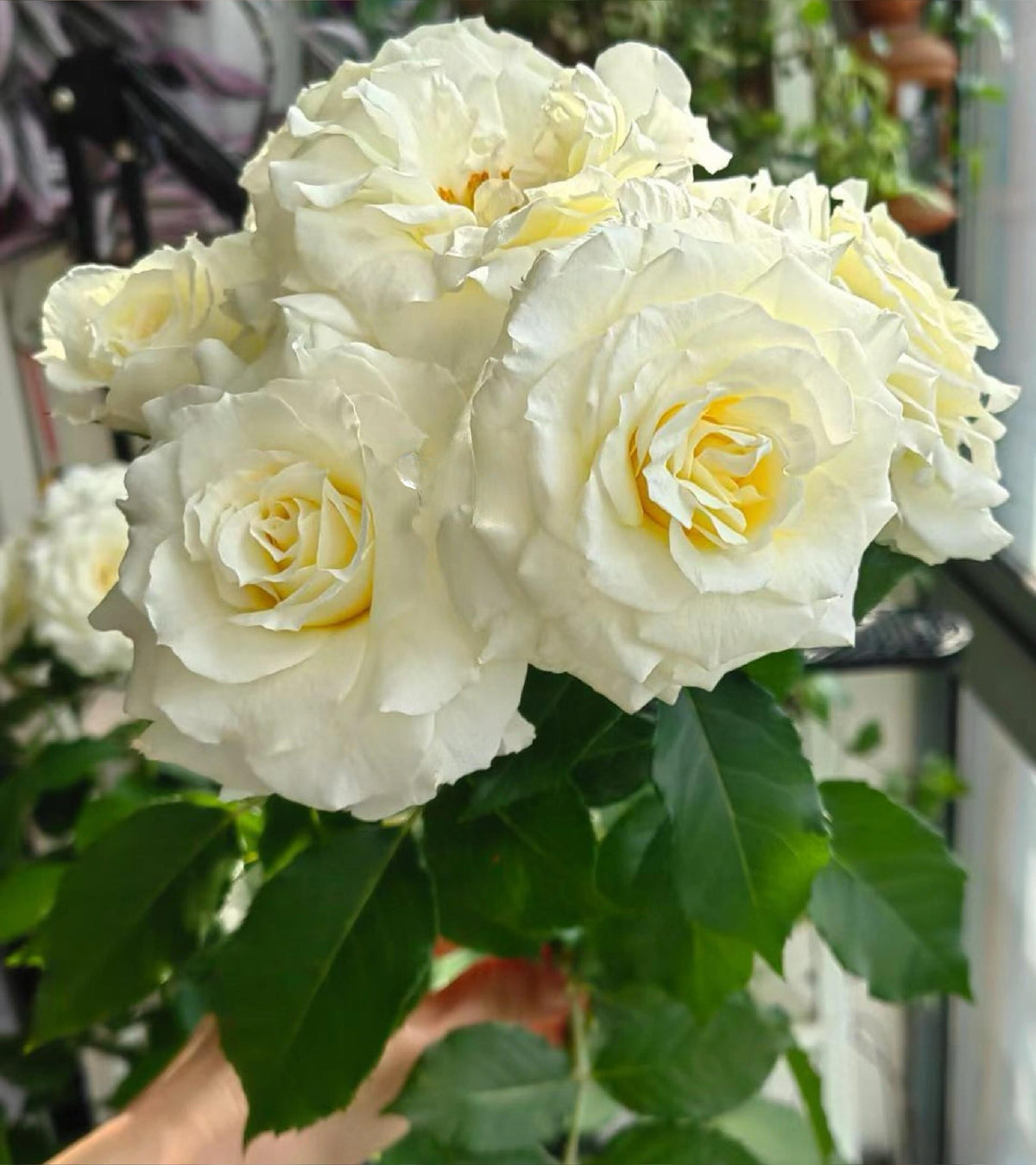 Rose‘ Ice Cream Terrazza’ 冰淇淋阳台
