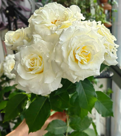 Rose‘ Ice Cream Terrazza’ 冰淇淋阳台