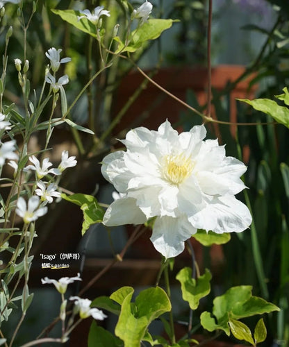 Clematis  ’ Isago |  伊萨哥