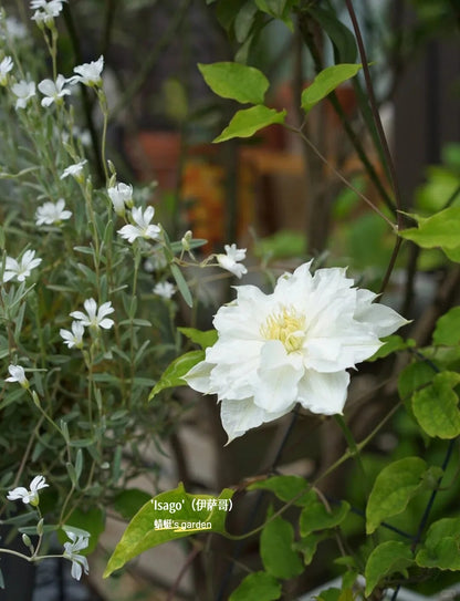 Clematis  ’ Isago |  伊萨哥