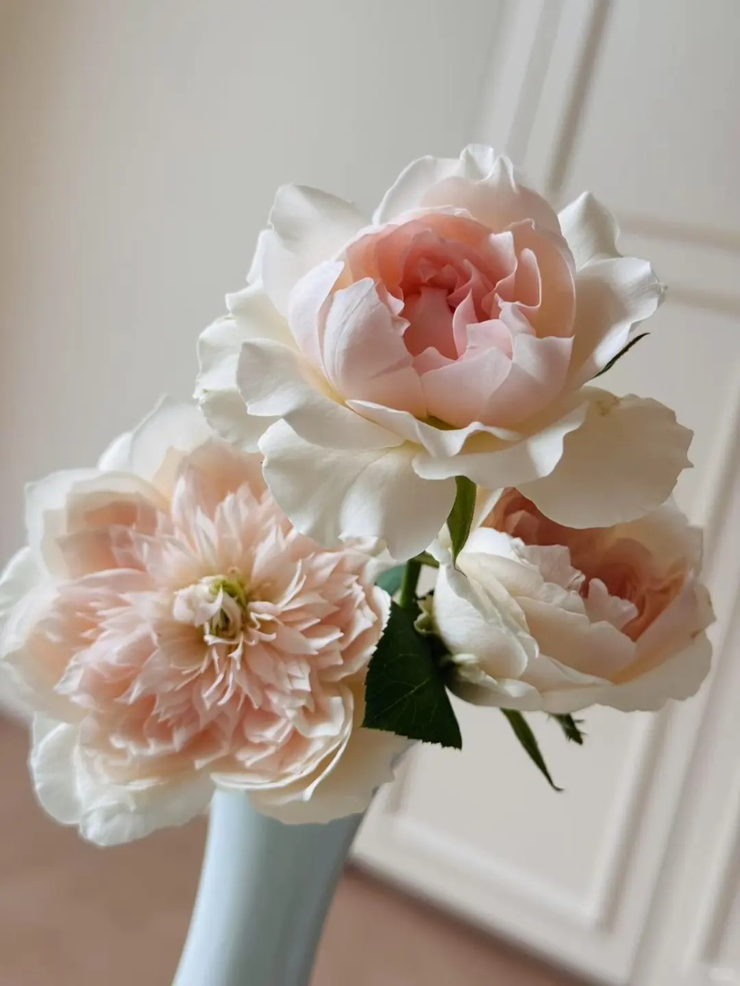 Rose 'Jia Shu' 家书 - New Varieties 2021