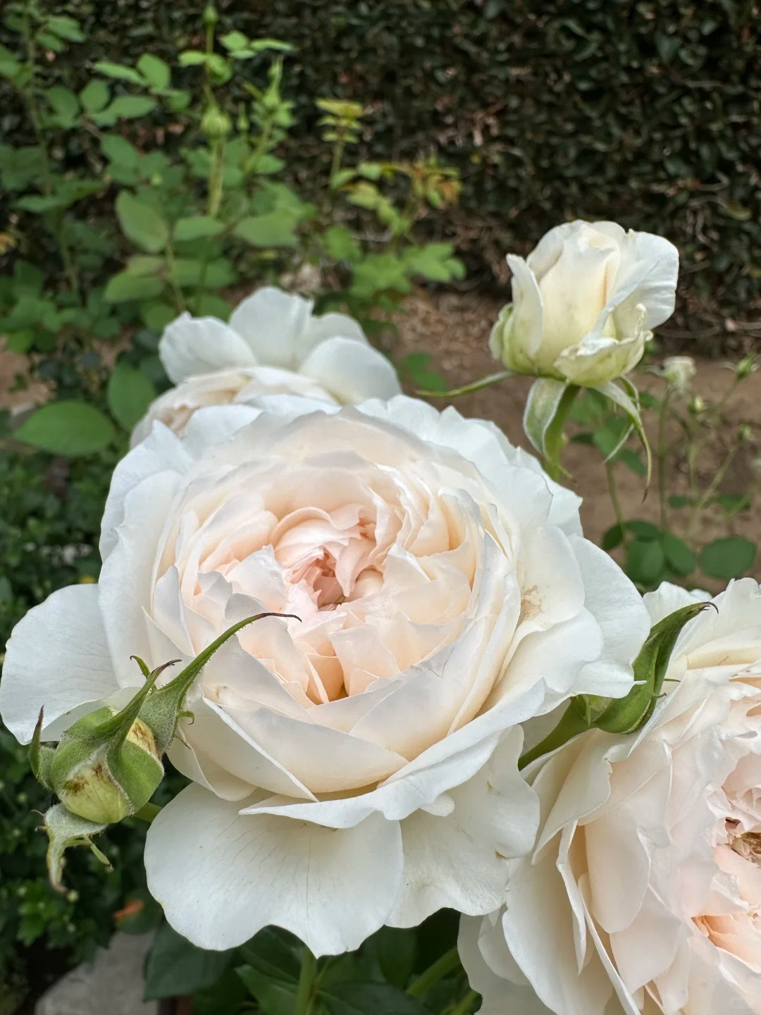 Rose 'Jia Shu' 家书 - New Varieties 2021