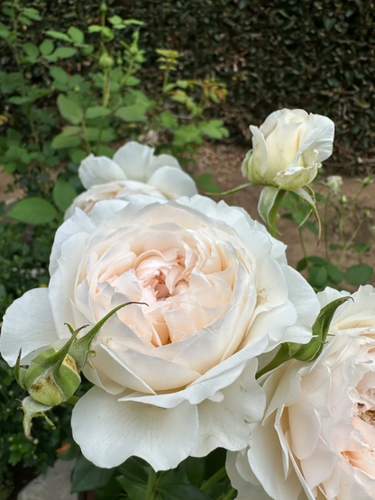 Rose 'Jia Shu' 家书 - New Varieties 2021