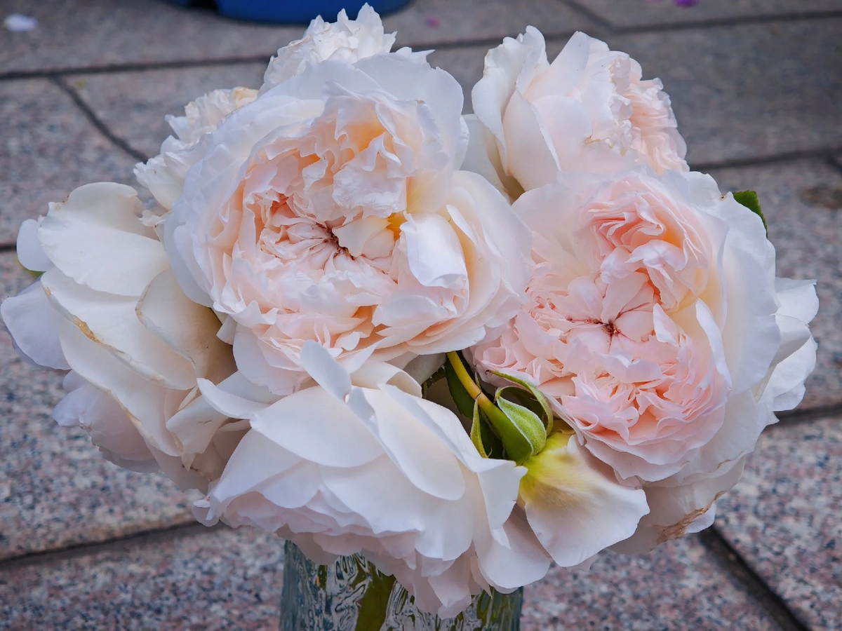 Rose 'Jia Shu' 家书 - New Varieties 2021