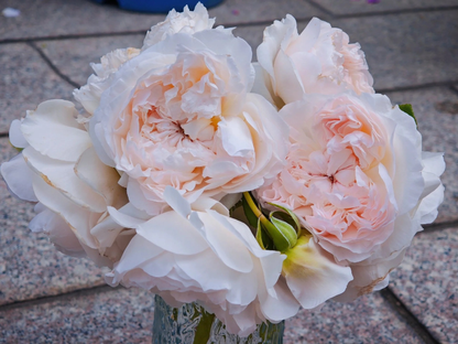 Rose 'Jia Shu' 家书 - New Varieties 2021