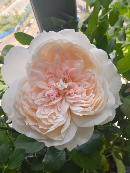 Rose 'Jia Shu' 家书 - New Varieties 2021