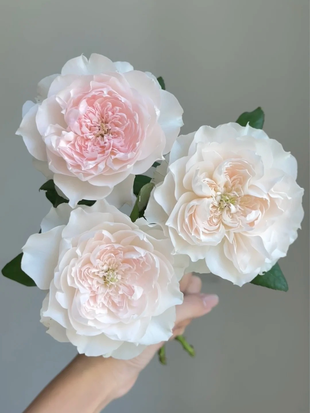 Rose 'Jia Shu' 家书 - New Varieties 2021