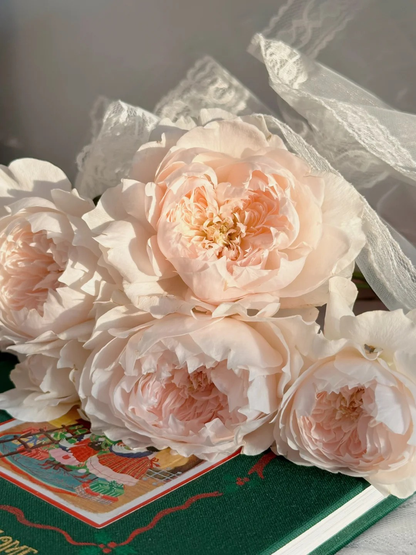 Rose 'Jia Shu' 家书 - New Varieties 2021