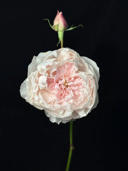 Rose 'Jia Shu' 家书 - New Varieties 2021