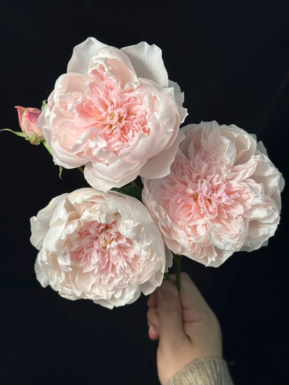 Rose 'Jia Shu' 家书 - New Varieties 2021