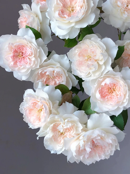 Rose 'Jia Shu' 家书 - New Varieties 2021