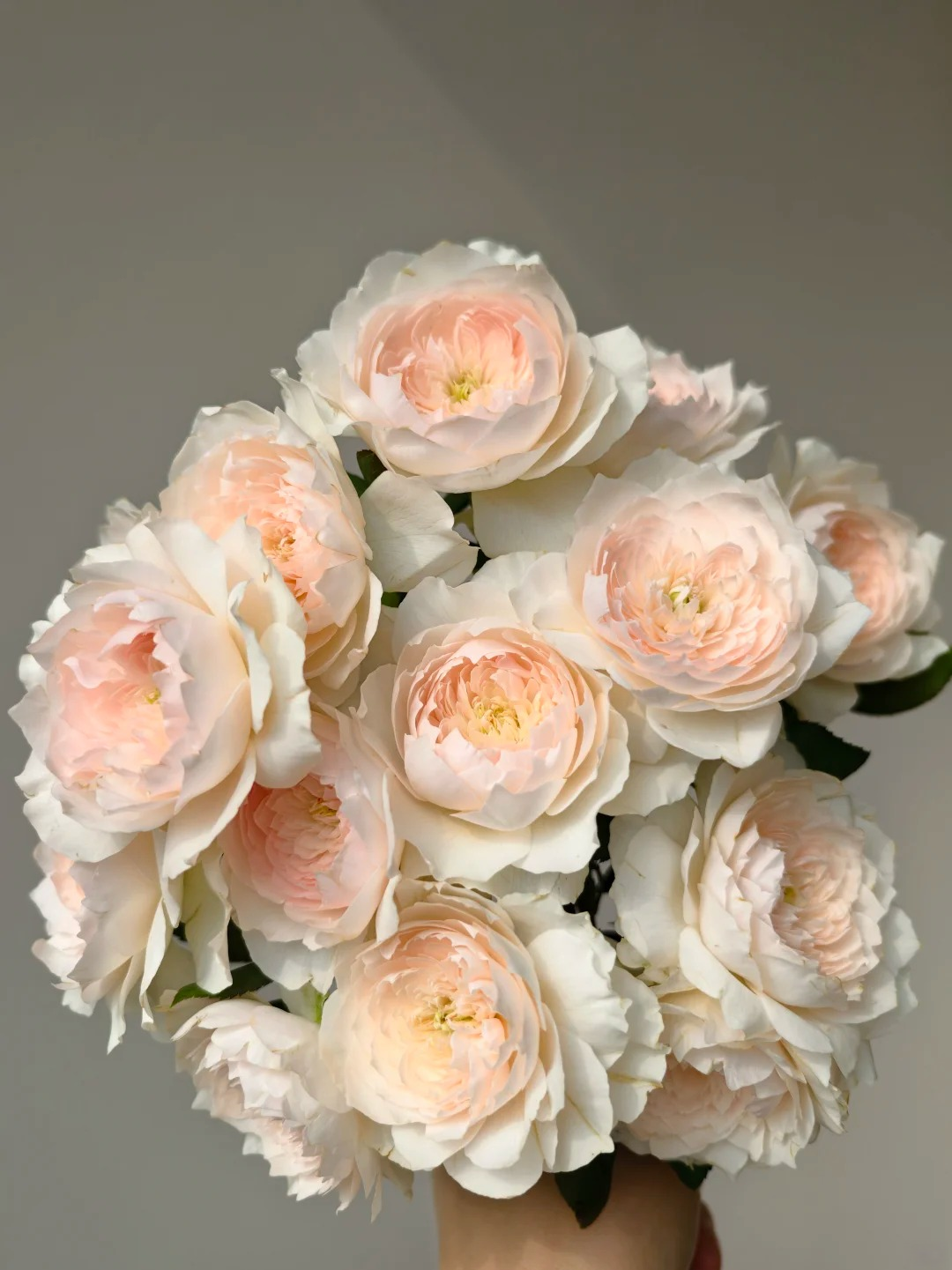 Rose 'Jia Shu' 家书 - New Varieties 2021