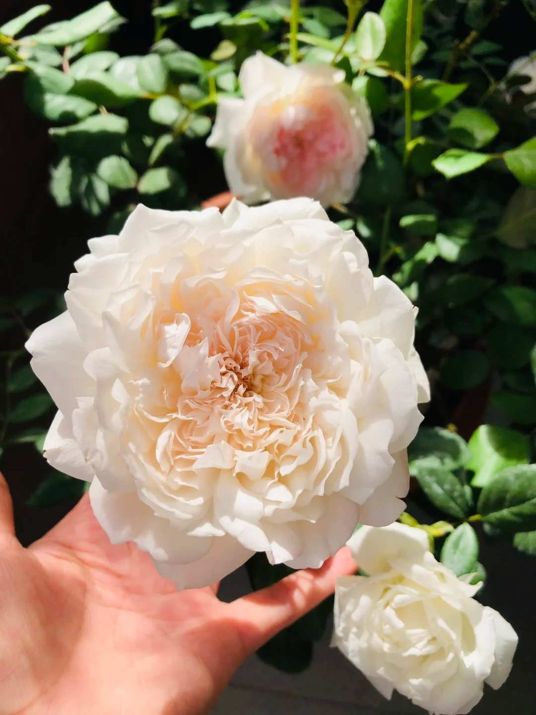 Rose 'Jia Shu' 家书 - New Varieties 2021