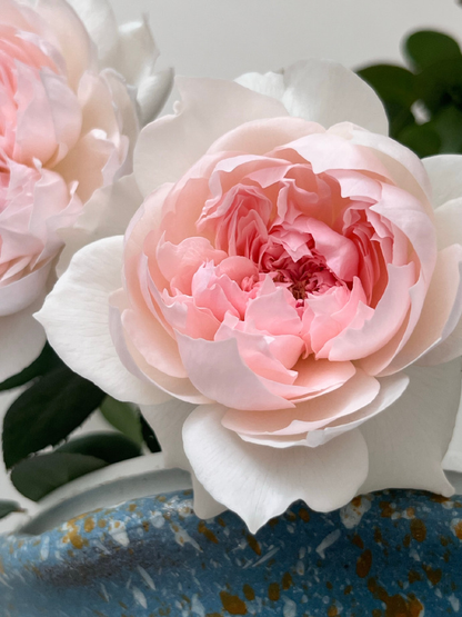 Rose 'Jia Shu' 家书 - New Varieties 2021