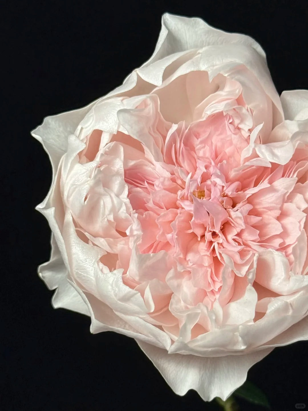 Rose 'Jia Shu' 家书 - New Varieties 2021