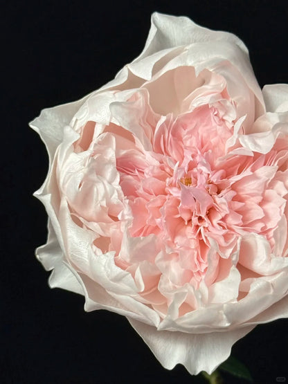 Rose 'Jia Shu' 家书 - New Varieties 2021