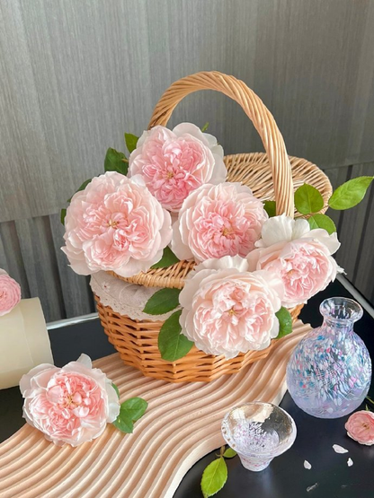 Rose 'Jia Shu' 家书 - New Varieties 2021