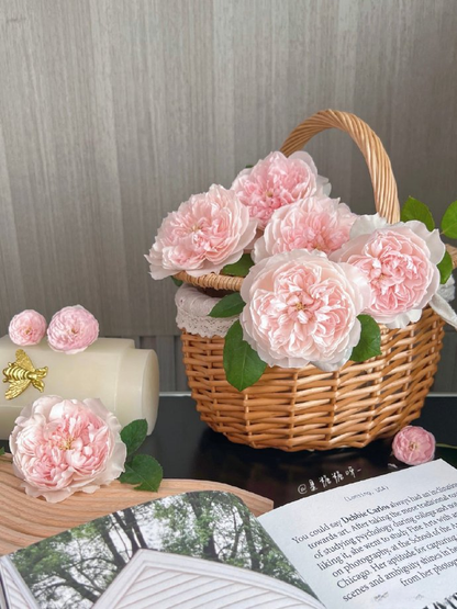 Rose 'Jia Shu' 家书 - New Varieties 2021