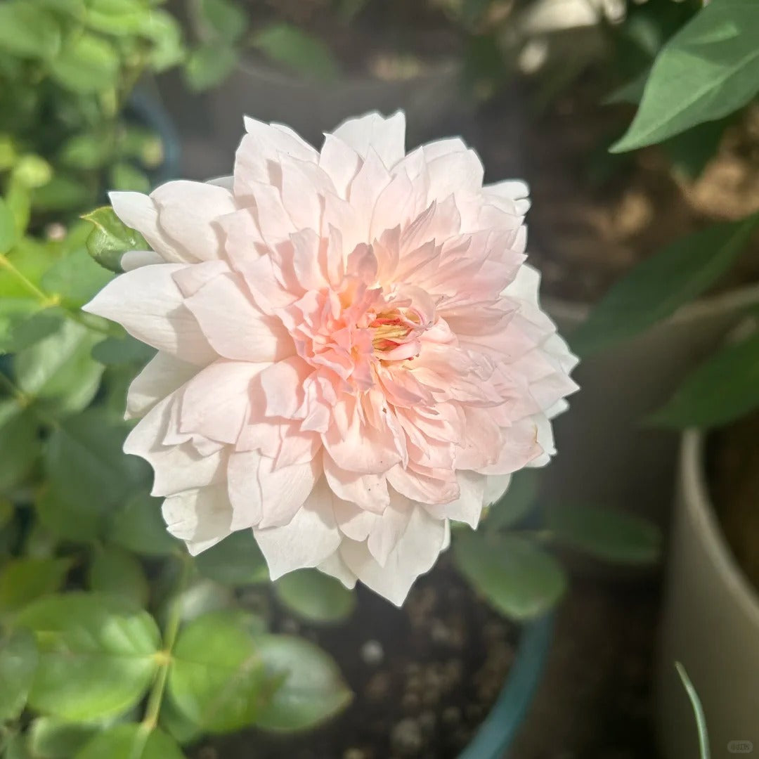 Rose 'Jia Shu' 家书 - New Varieties 2021