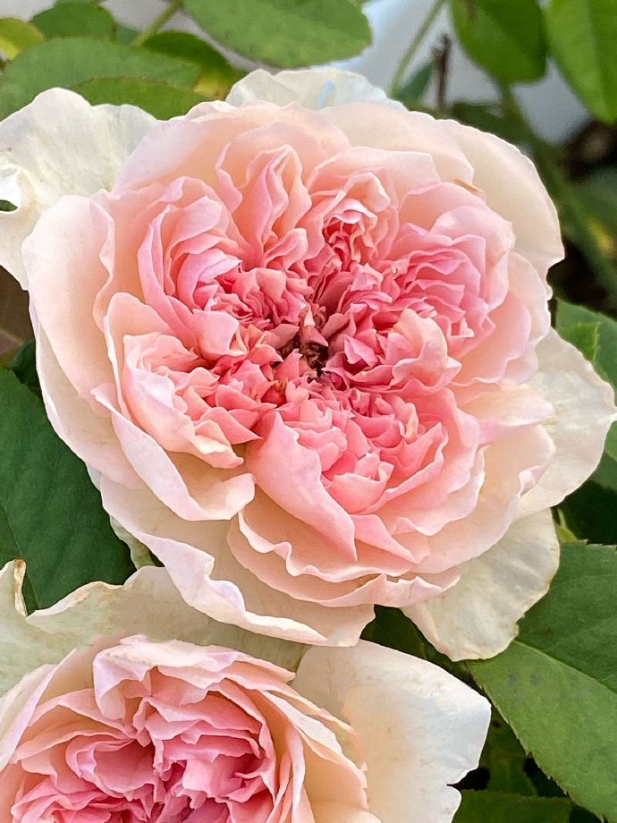 Rose 'Jia Shu' 家书 - New Varieties 2021