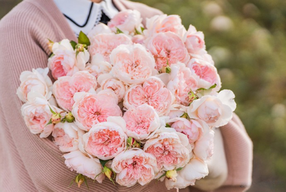 Rose 'Jia Shu' 家书 - New Varieties 2021