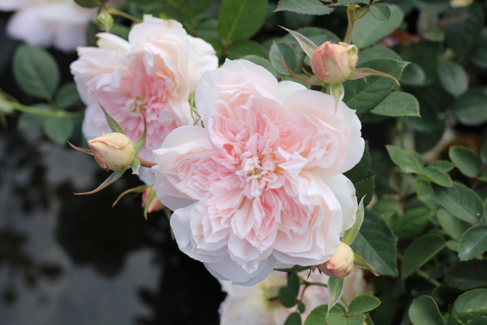 Rose 'Jia Shu' 家书 - New Varieties 2021