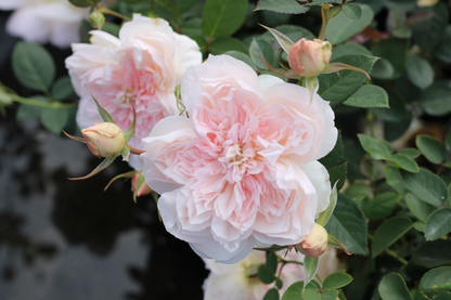 Rose 'Jia Shu' 家书 - New Varieties 2021