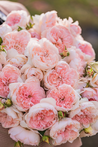 Rose 'Jia Shu' 家书 - New Varieties 2021