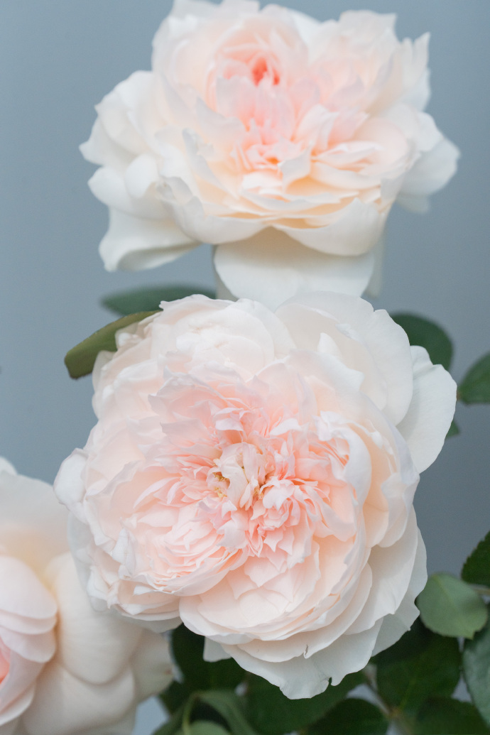 Rose 'Jia Shu' 家书 - New Varieties 2021