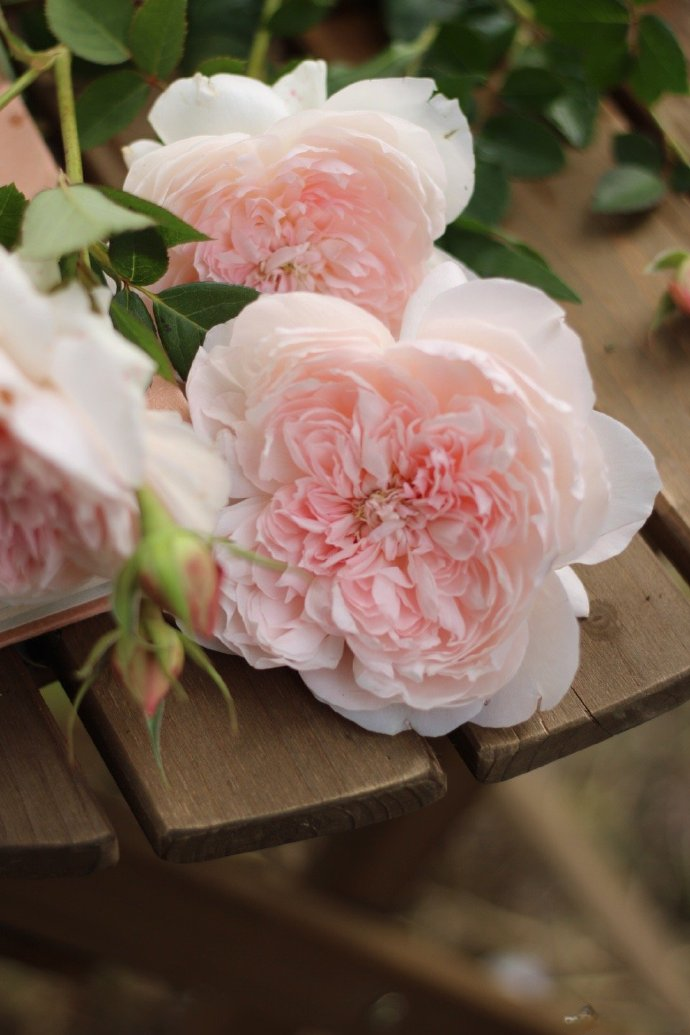 Rose 'Jia Shu' 家书 - New Varieties 2021